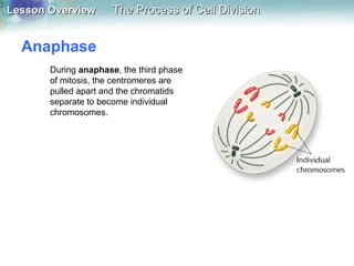 Lesson OverviewLesson Overview The Process of Cell DivisionThe Process of Cell Division
Anaphase
During anaphase, the third phase
of mitosis, the centromeres are
pulled apart and the chromatids
separate to become individual
chromosomes.
 