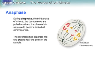 Lesson OverviewLesson Overview The Process of Cell DivisionThe Process of Cell Division
Anaphase
During anaphase, the third phase
of mitosis, the centromeres are
pulled apart and the chromatids
separate to become individual
chromosomes.
The chromosomes separate into
two groups near the poles of the
spindle.
 
