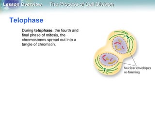 Lesson OverviewLesson Overview The Process of Cell DivisionThe Process of Cell Division
Telophase
During telophase, the fourth and
final phase of mitosis, the
chromosomes spread out into a
tangle of chromatin.
 