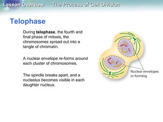 Lesson OverviewLesson Overview The Process of Cell DivisionThe Process of Cell Division
Telophase
During telophase, the fourth and
final phase of mitosis, the
chromosomes spread out into a
tangle of chromatin.
A nuclear envelope re-forms around
each cluster of chromosomes.
The spindle breaks apart, and a
nucleolus becomes visible in each
daughter nucleus.
 