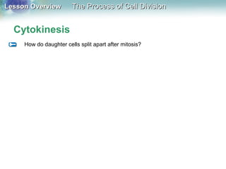Lesson OverviewLesson Overview The Process of Cell DivisionThe Process of Cell Division
Cytokinesis
How do daughter cells split apart after mitosis?
 