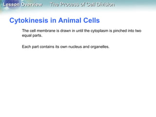 Lesson OverviewLesson Overview The Process of Cell DivisionThe Process of Cell Division
Cytokinesis in Animal Cells
The cell membrane is drawn in until the cytoplasm is pinched into two
equal parts.
Each part contains its own nucleus and organelles.
 