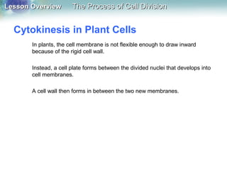 Lesson OverviewLesson Overview The Process of Cell DivisionThe Process of Cell Division
Cytokinesis in Plant Cells
In plants, the cell membrane is not flexible enough to draw inward
because of the rigid cell wall.
Instead, a cell plate forms between the divided nuclei that develops into
cell membranes.
A cell wall then forms in between the two new membranes.
 