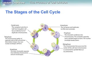 Lesson OverviewLesson Overview The Process of Cell DivisionThe Process of Cell Division
The Stages of the Cell Cycle
 