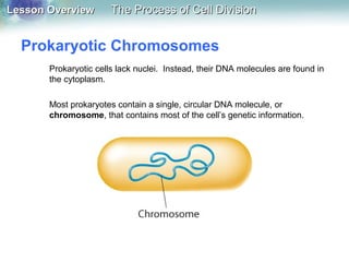 Lesson OverviewLesson Overview The Process of Cell DivisionThe Process of Cell Division
Prokaryotic Chromosomes
Prokaryotic cells lack nuclei. Instead, their DNA molecules are found in
the cytoplasm.
Most prokaryotes contain a single, circular DNA molecule, or
chromosome, that contains most of the cell’s genetic information.
 