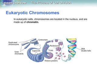 Lesson OverviewLesson Overview The Process of Cell DivisionThe Process of Cell Division
Eukaryotic Chromosomes
In eukaryotic cells, chromosomes are located in the nucleus, and are
made up of chromatin.
 