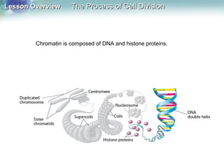 Lesson OverviewLesson Overview The Process of Cell DivisionThe Process of Cell Division
Chromatin is composed of DNA and histone proteins.
 