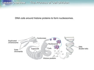 Lesson OverviewLesson Overview The Process of Cell DivisionThe Process of Cell Division
DNA coils around histone proteins to form nucleosomes.
 