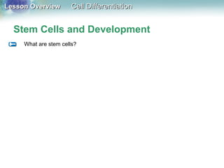Lesson OverviewLesson Overview Cell DifferentiationCell Differentiation
Stem Cells and Development
What are stem cells?
 