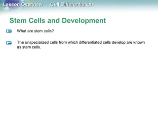 Lesson OverviewLesson Overview Cell DifferentiationCell Differentiation
Stem Cells and Development
What are stem cells?
The unspecialized cells from which differentiated cells develop are known
as stem cells.
 