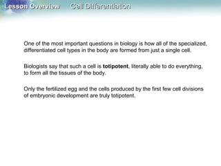 Lesson OverviewLesson Overview Cell DifferentiationCell Differentiation
One of the most important questions in biology is how all of the specialized,
differentiated cell types in the body are formed from just a single cell.
Biologists say that such a cell is totipotent, literally able to do everything,
to form all the tissues of the body.
Only the fertilized egg and the cells produced by the first few cell divisions
of embryonic development are truly totipotent.
 