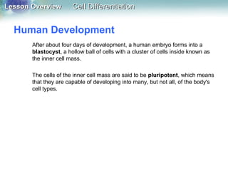 Lesson OverviewLesson Overview Cell DifferentiationCell Differentiation
Human Development
After about four days of development, a human embryo forms into a
blastocyst, a hollow ball of cells with a cluster of cells inside known as
the inner cell mass.
The cells of the inner cell mass are said to be pluripotent, which means
that they are capable of developing into many, but not all, of the body's
cell types.
 