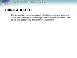 Lesson OverviewLesson Overview Cell DifferentiationCell Differentiation
THINK ABOUT IT
The human body contains hundreds of different cell types, and every
one of them develops from the single cell that starts the process. How
do the cells get to be so different from each other?
 