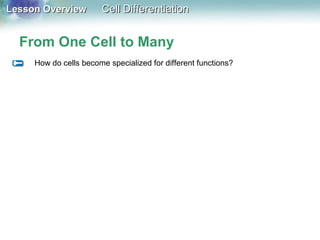 Lesson OverviewLesson Overview Cell DifferentiationCell Differentiation
From One Cell to Many
How do cells become specialized for different functions?
 