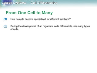 Lesson OverviewLesson Overview Cell DifferentiationCell Differentiation
From One Cell to Many
How do cells become specialized for different functions?
During the development of an organism, cells differentiate into many types
of cells.
 