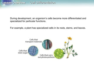 Lesson OverviewLesson Overview Cell DifferentiationCell Differentiation
During development, an organism’s cells become more differentiated and
specialized for particular functions.
For example, a plant has specialized cells in its roots, stems, and leaves.
 