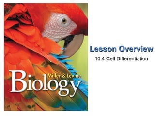 Lesson OverviewLesson Overview Cell DifferentiationCell Differentiation
Lesson OverviewLesson Overview
10.4 Cell Differentiation10.4 Cell Differentiation
 