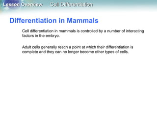 10.4 cell differentiation worksheet answer key