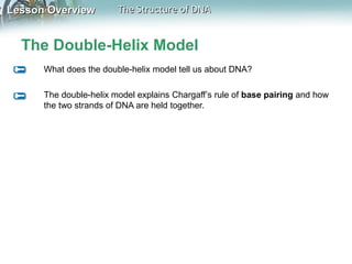 Lesson OverviewLesson Overview The Structure of DNAThe Structure of DNA
The Double-Helix Model
What does the double-helix ...