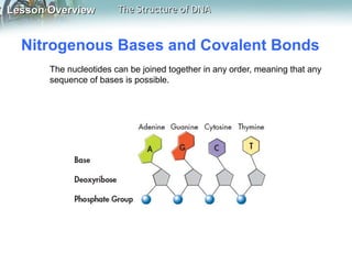 Lesson OverviewLesson Overview The Structure of DNAThe Structure of DNA
Nitrogenous Bases and Covalent Bonds
The nucleotid...