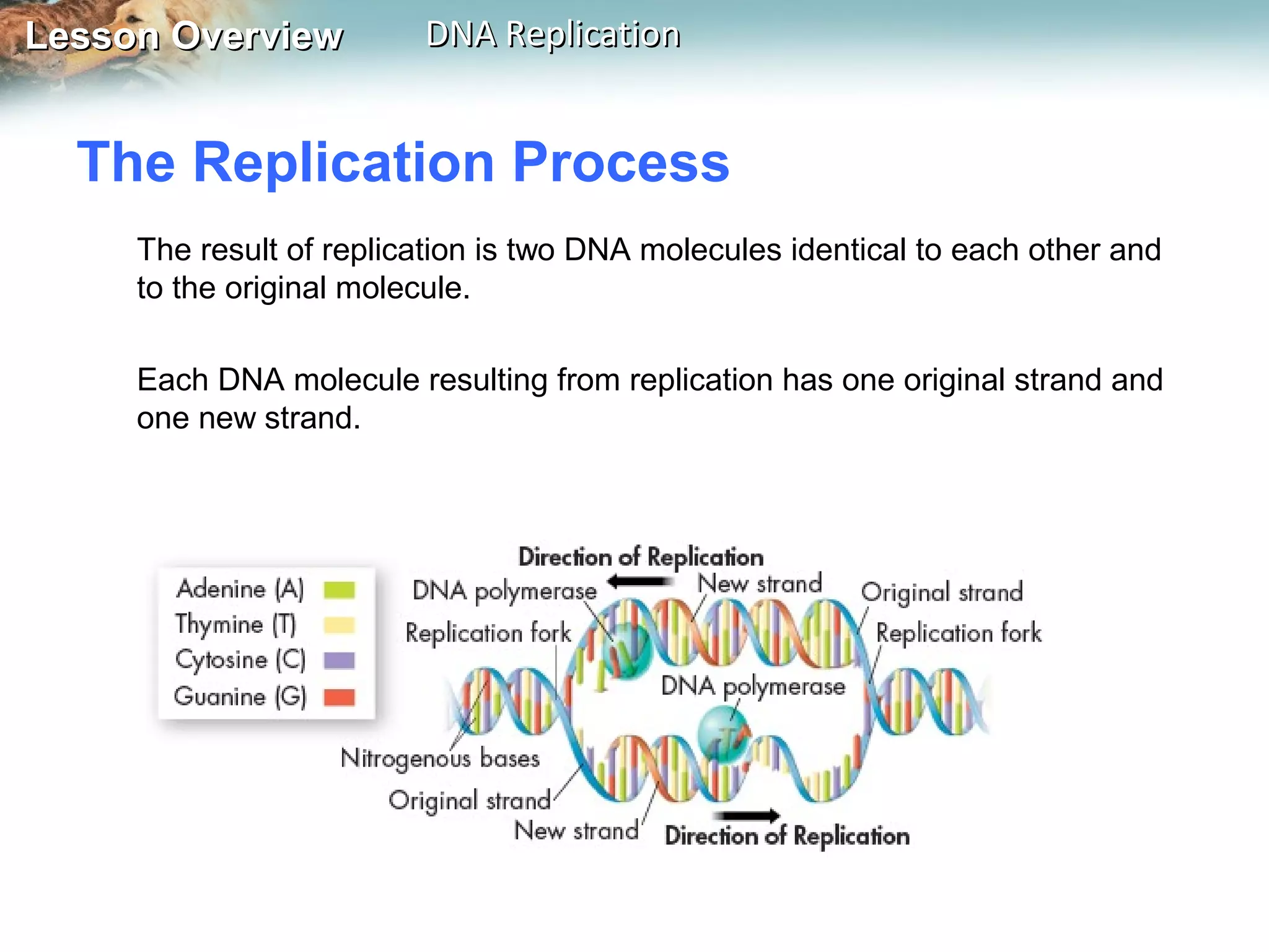Lesson OverviewLesson Overview DNA ReplicationDNA Replication
The result of replication is two DNA molecules identical to each other and
to the original molecule.
Each DNA molecule resulting from replication has one original strand and
one new strand.
The Replication Process
 