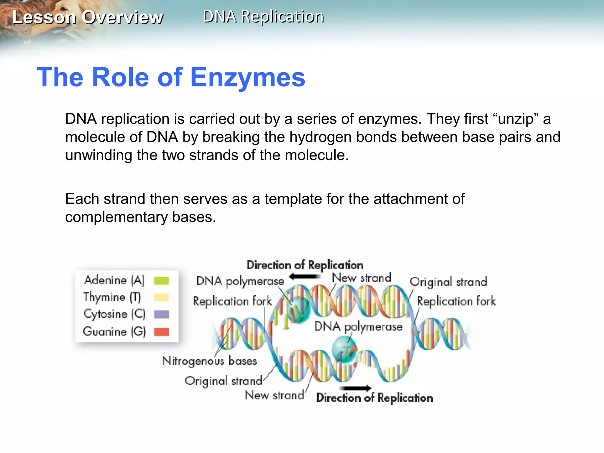 Lesson OverviewLesson Overview DNA ReplicationDNA Replication
The Role of Enzymes
DNA replication is carried out by a series of enzymes. They first “unzip” a
molecule of DNA by breaking the hydrogen bonds between base pairs and
unwinding the two strands of the molecule.
Each strand then serves as a template for the attachment of
complementary bases.
 