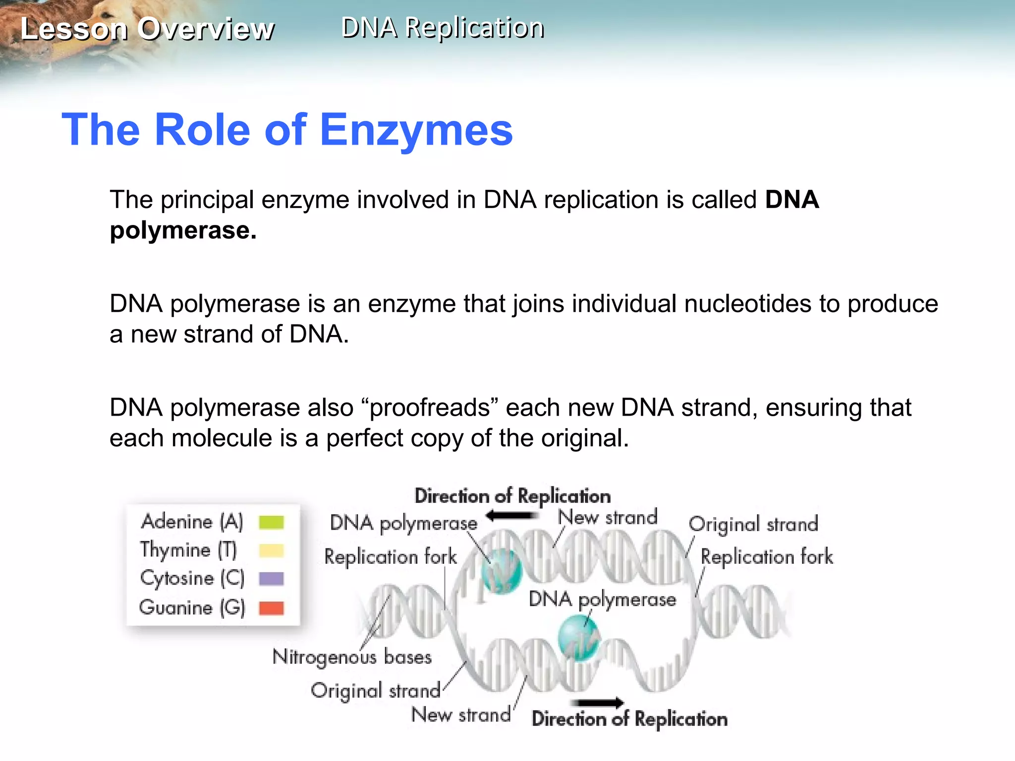 Lesson OverviewLesson Overview DNA ReplicationDNA Replication
The Role of Enzymes
The principal enzyme involved in DNA replication is called DNA
polymerase.
DNA polymerase is an enzyme that joins individual nucleotides to produce
a new strand of DNA.
DNA polymerase also “proofreads” each new DNA strand, ensuring that
each molecule is a perfect copy of the original.
 