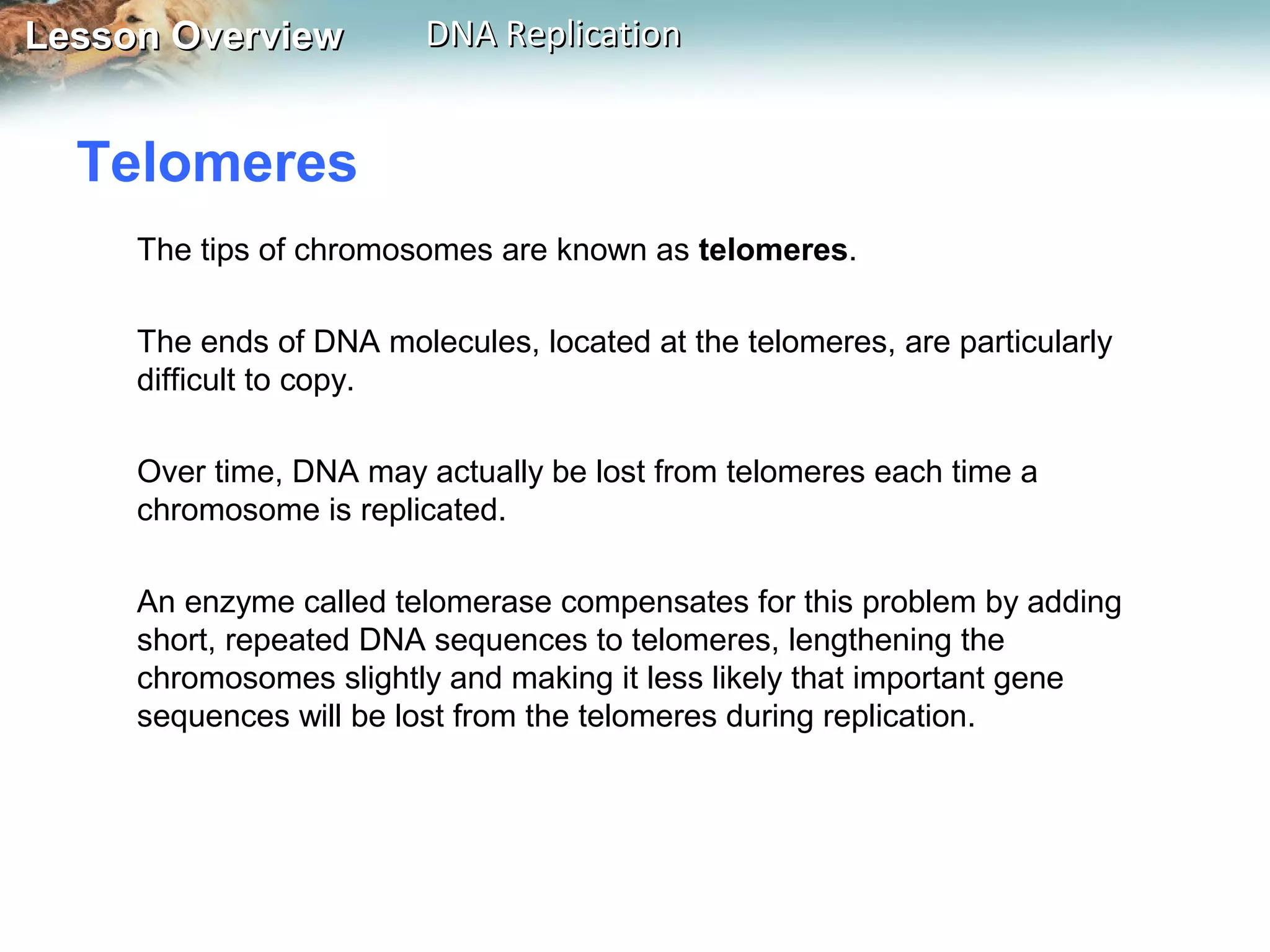 Lesson OverviewLesson Overview DNA ReplicationDNA Replication
Telomeres
The tips of chromosomes are known as telomeres.
The ends of DNA molecules, located at the telomeres, are particularly
difficult to copy.
Over time, DNA may actually be lost from telomeres each time a
chromosome is replicated.
An enzyme called telomerase compensates for this problem by adding
short, repeated DNA sequences to telomeres, lengthening the
chromosomes slightly and making it less likely that important gene
sequences will be lost from the telomeres during replication.
 