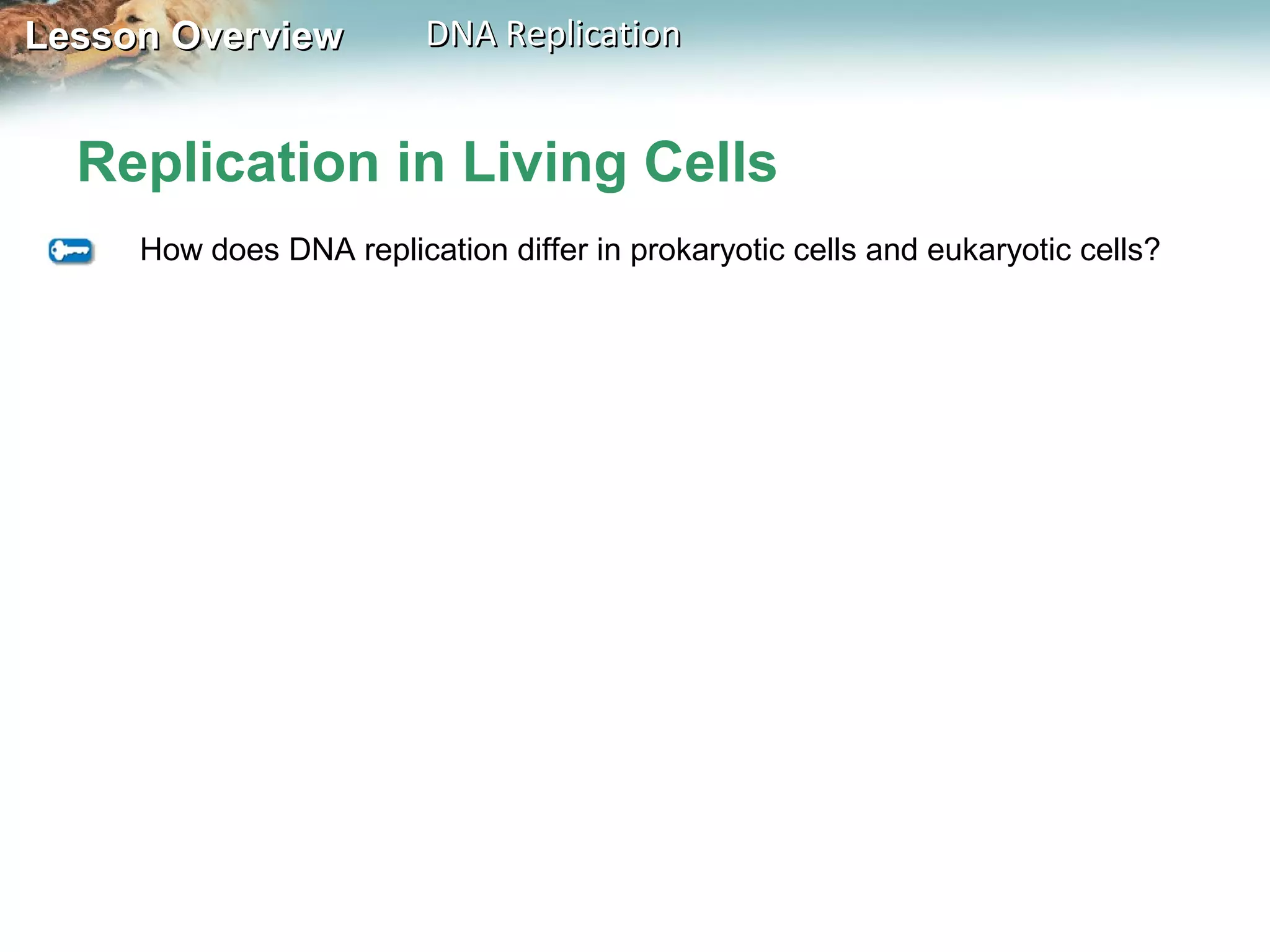 Lesson OverviewLesson Overview DNA ReplicationDNA Replication
Replication in Living Cells
How does DNA replication differ in prokaryotic cells and eukaryotic cells?
 