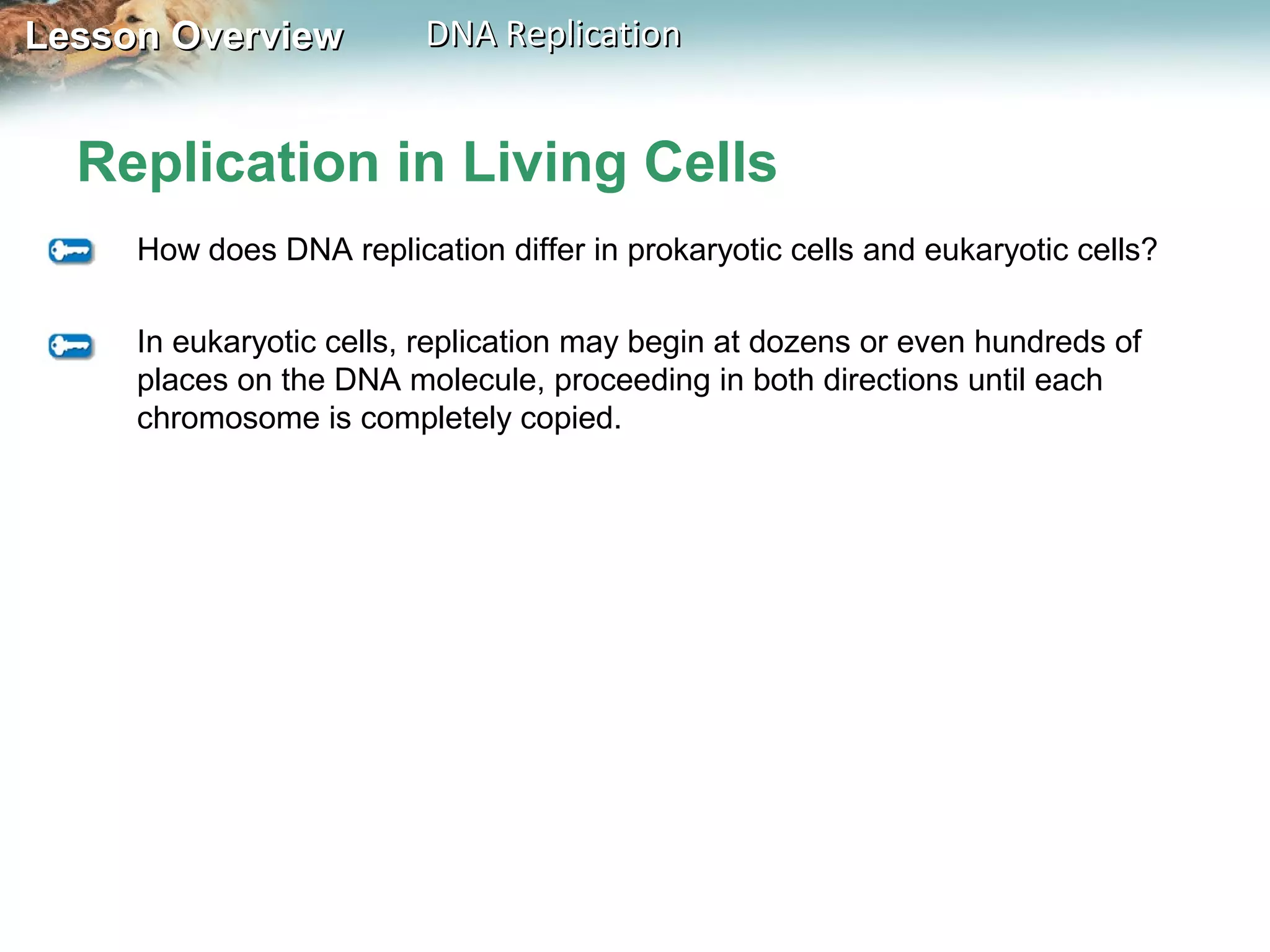Lesson OverviewLesson Overview DNA ReplicationDNA Replication
Replication in Living Cells
How does DNA replication differ in prokaryotic cells and eukaryotic cells?
In eukaryotic cells, replication may begin at dozens or even hundreds of
places on the DNA molecule, proceeding in both directions until each
chromosome is completely copied.
 