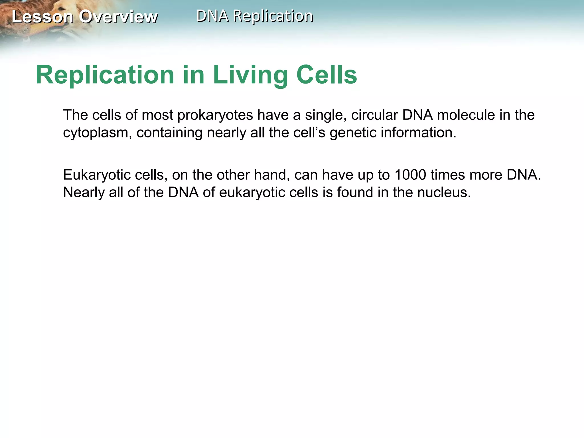 Lesson OverviewLesson Overview DNA ReplicationDNA Replication
Replication in Living Cells
The cells of most prokaryotes have a single, circular DNA molecule in the
cytoplasm, containing nearly all the cell’s genetic information.
Eukaryotic cells, on the other hand, can have up to 1000 times more DNA.
Nearly all of the DNA of eukaryotic cells is found in the nucleus.
 