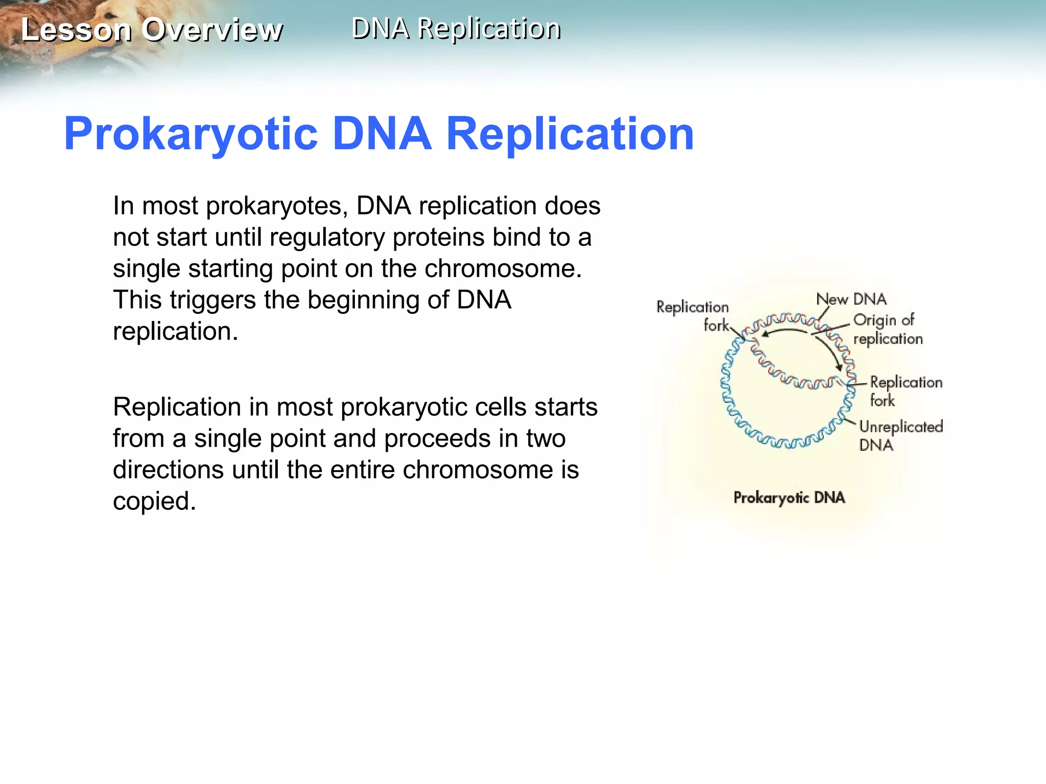 Lesson OverviewLesson Overview DNA ReplicationDNA Replication
Prokaryotic DNA Replication
In most prokaryotes, DNA replication does
not start until regulatory proteins bind to a
single starting point on the chromosome.
This triggers the beginning of DNA
replication.
Replication in most prokaryotic cells starts
from a single point and proceeds in two
directions until the entire chromosome is
copied.
 