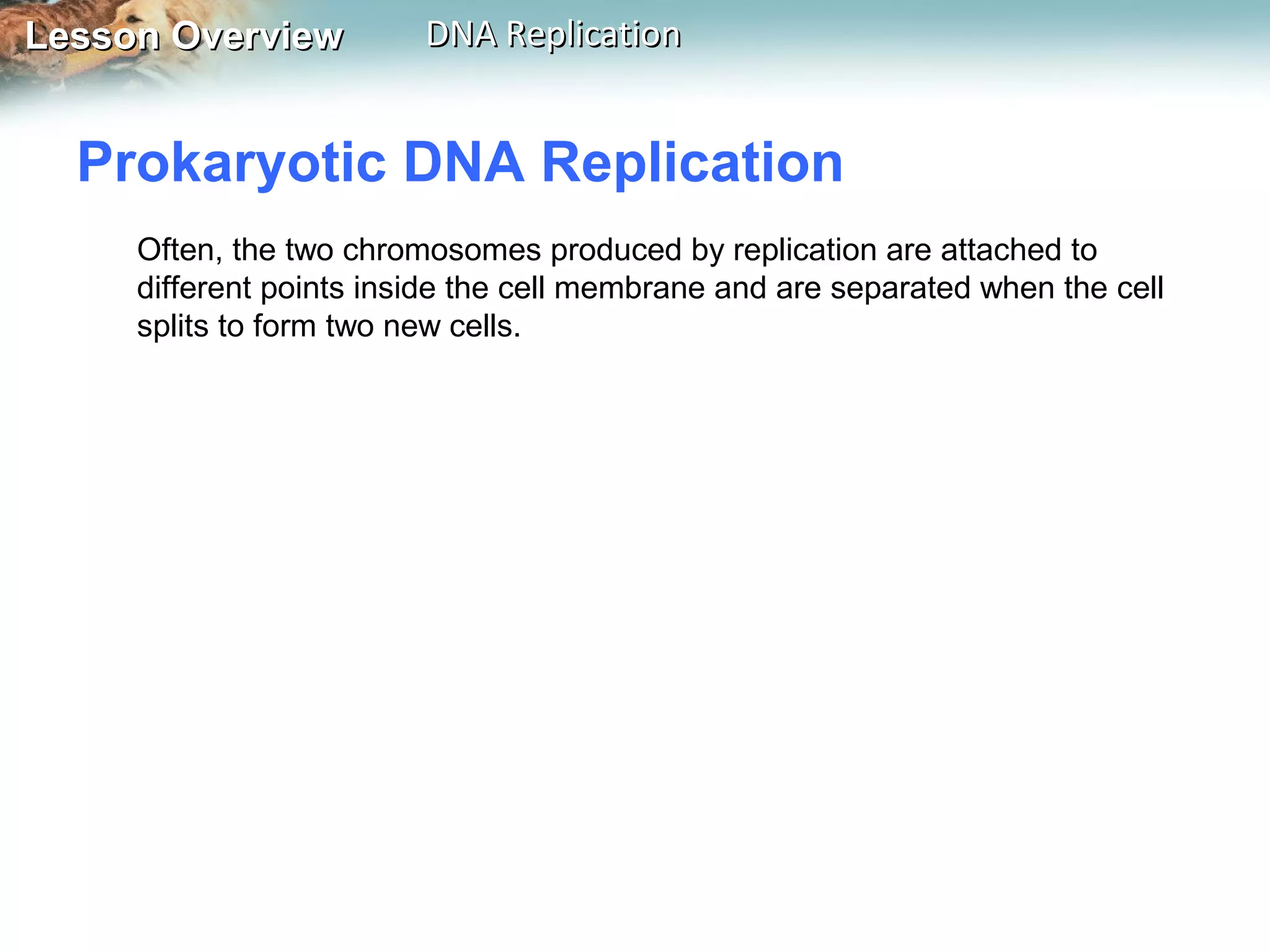 Lesson OverviewLesson Overview DNA ReplicationDNA Replication
Prokaryotic DNA Replication
Often, the two chromosomes produced by replication are attached to
different points inside the cell membrane and are separated when the cell
splits to form two new cells.
 