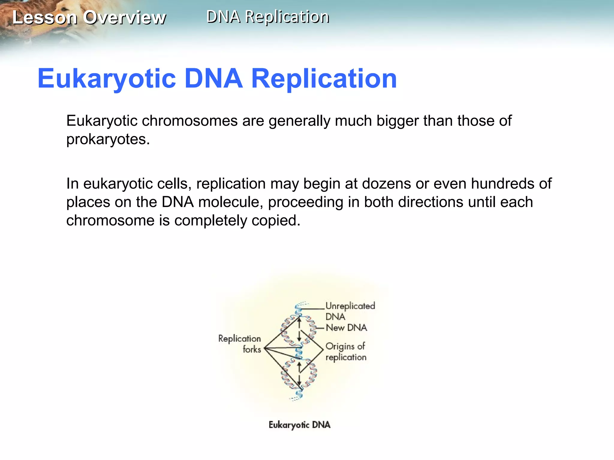 Lesson OverviewLesson Overview DNA ReplicationDNA Replication
Eukaryotic chromosomes are generally much bigger than those of
prokaryotes.
In eukaryotic cells, replication may begin at dozens or even hundreds of
places on the DNA molecule, proceeding in both directions until each
chromosome is completely copied.
Eukaryotic DNA Replication
 