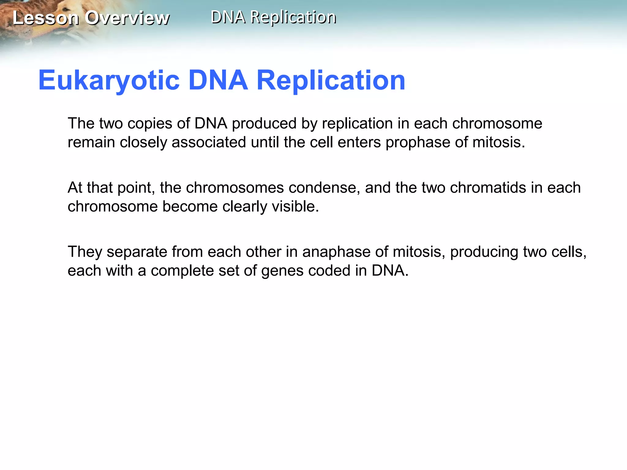 Lesson OverviewLesson Overview DNA ReplicationDNA Replication
Eukaryotic DNA Replication
The two copies of DNA produced by replication in each chromosome
remain closely associated until the cell enters prophase of mitosis.
At that point, the chromosomes condense, and the two chromatids in each
chromosome become clearly visible.
They separate from each other in anaphase of mitosis, producing two cells,
each with a complete set of genes coded in DNA.
 