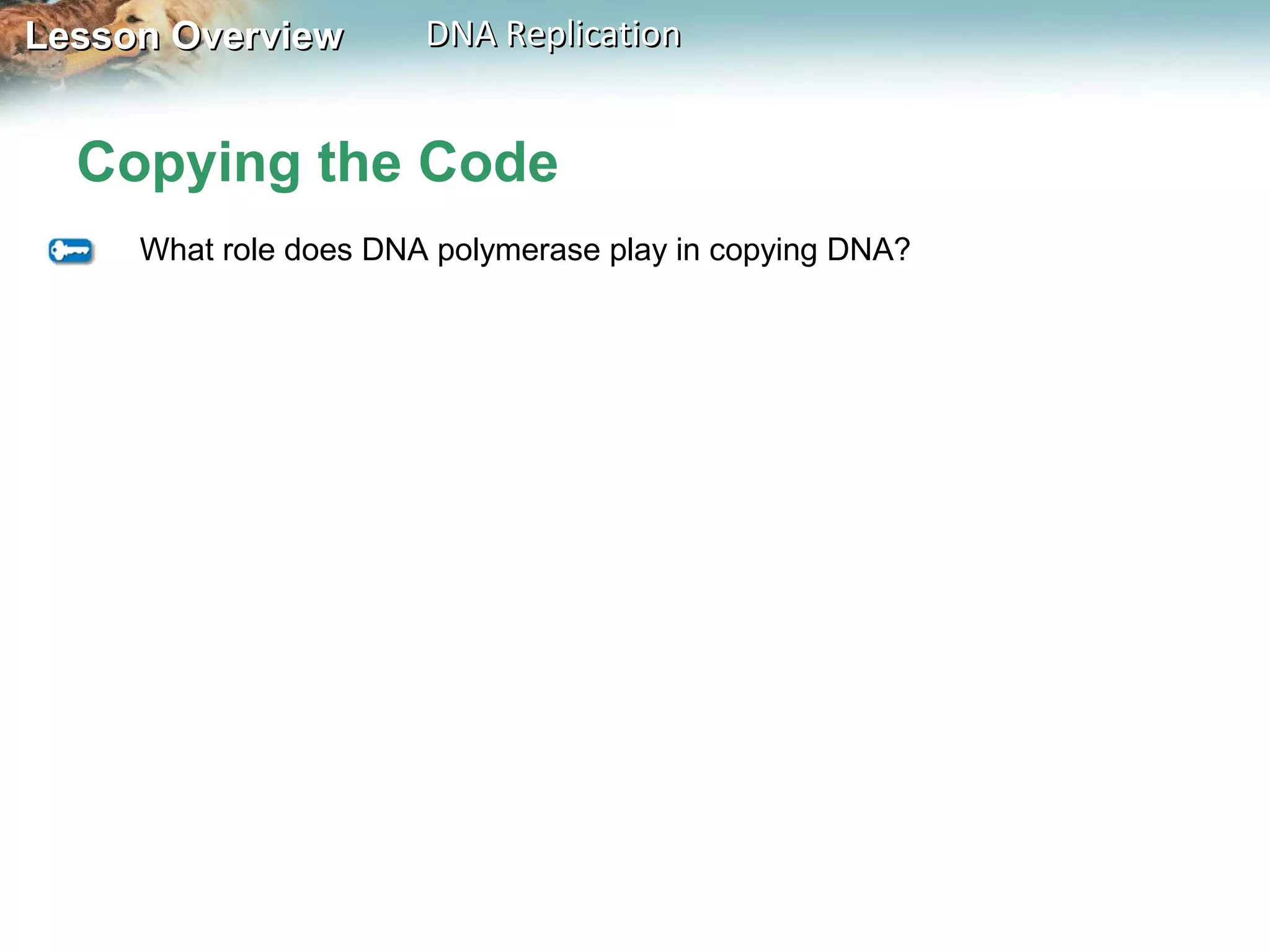 Lesson OverviewLesson Overview DNA ReplicationDNA Replication
Copying the Code
What role does DNA polymerase play in copying DNA?
 