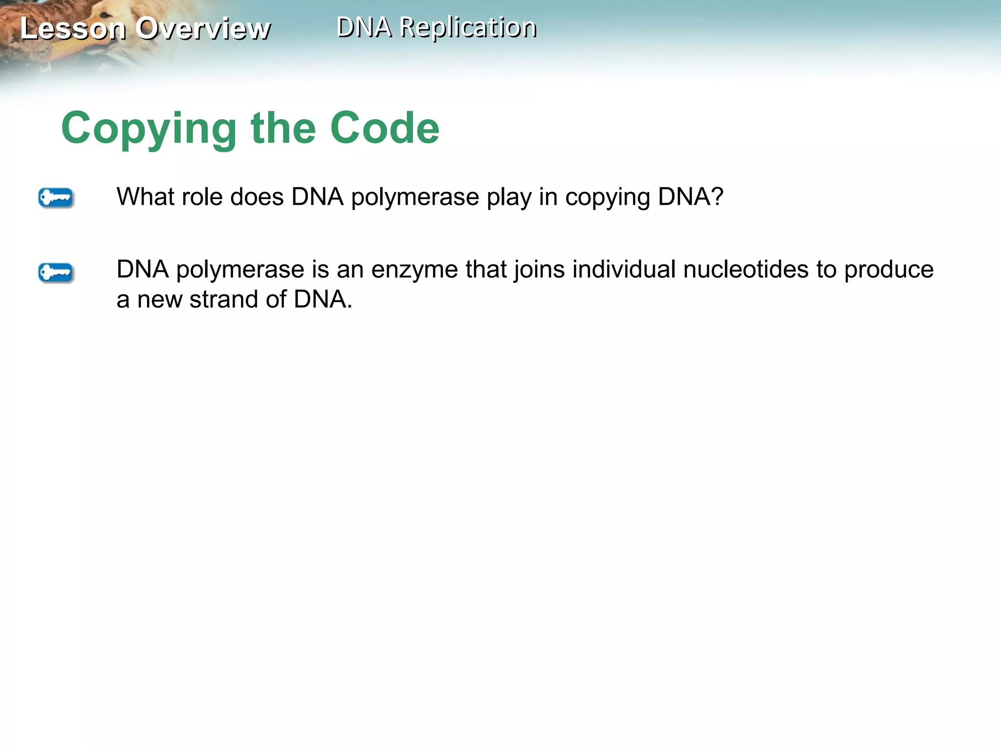 Lesson OverviewLesson Overview DNA ReplicationDNA Replication
Copying the Code
What role does DNA polymerase play in copying DNA?
DNA polymerase is an enzyme that joins individual nucleotides to produce
a new strand of DNA.
 