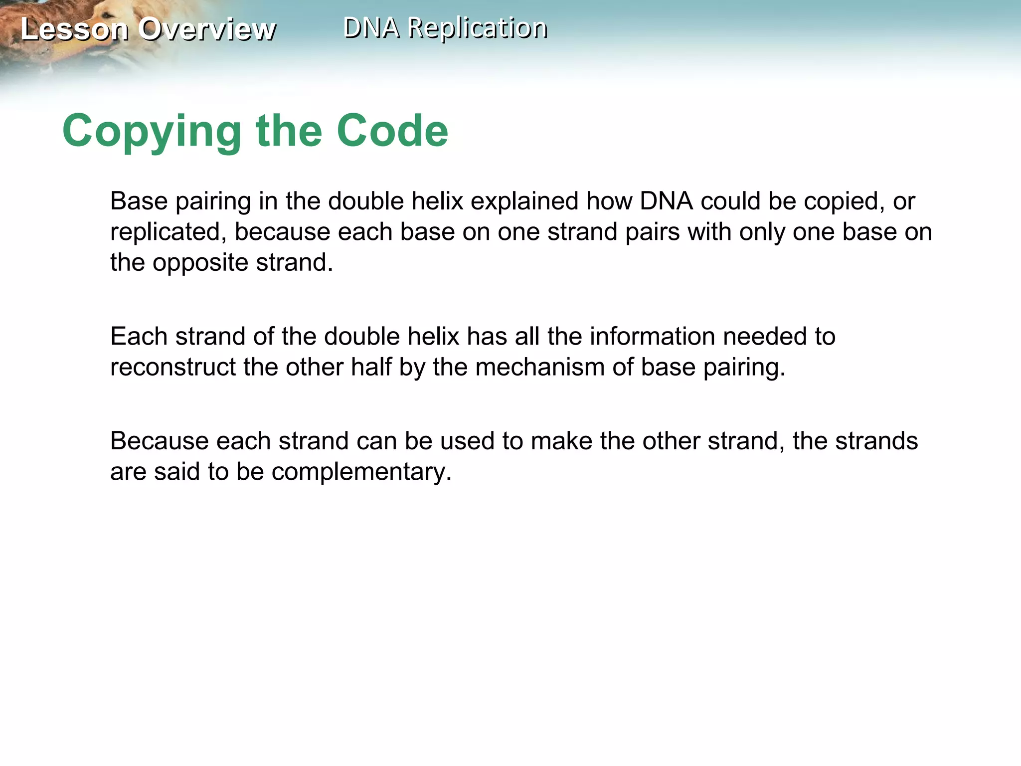 Lesson OverviewLesson Overview DNA ReplicationDNA Replication
Copying the Code
Base pairing in the double helix explained how DNA could be copied, or
replicated, because each base on one strand pairs with only one base on
the opposite strand.
Each strand of the double helix has all the information needed to
reconstruct the other half by the mechanism of base pairing.
Because each strand can be used to make the other strand, the strands
are said to be complementary.
 
