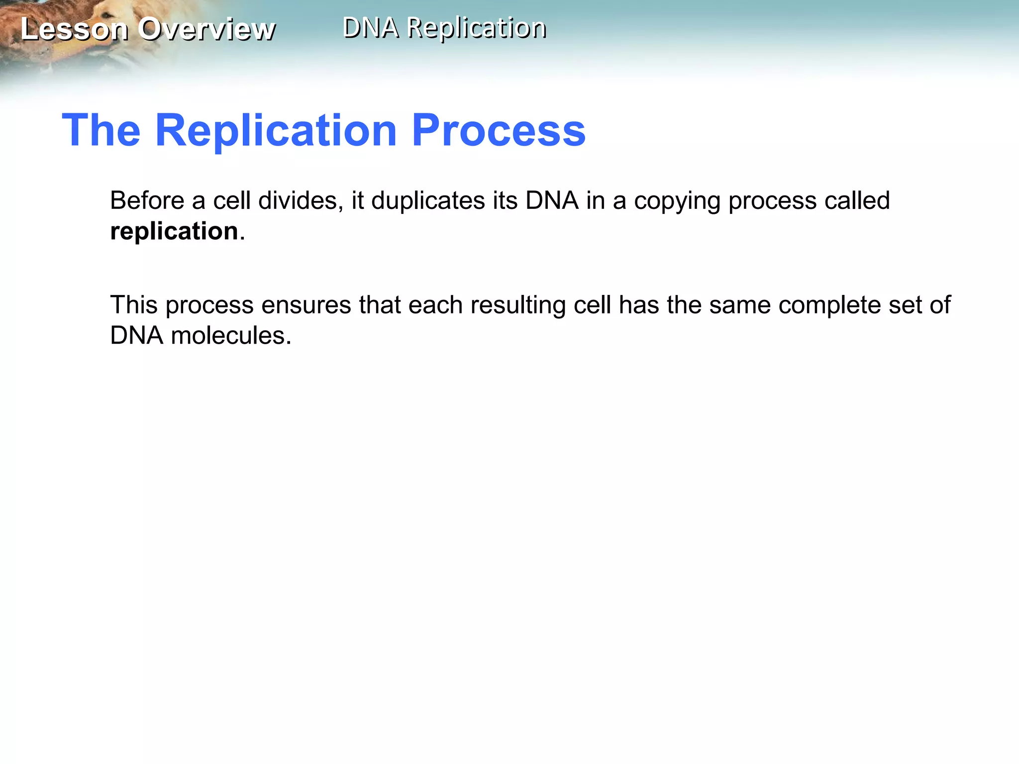 Lesson OverviewLesson Overview DNA ReplicationDNA Replication
The Replication Process
Before a cell divides, it duplicates its DNA in a copying process called
replication.
This process ensures that each resulting cell has the same complete set of
DNA molecules.
 
