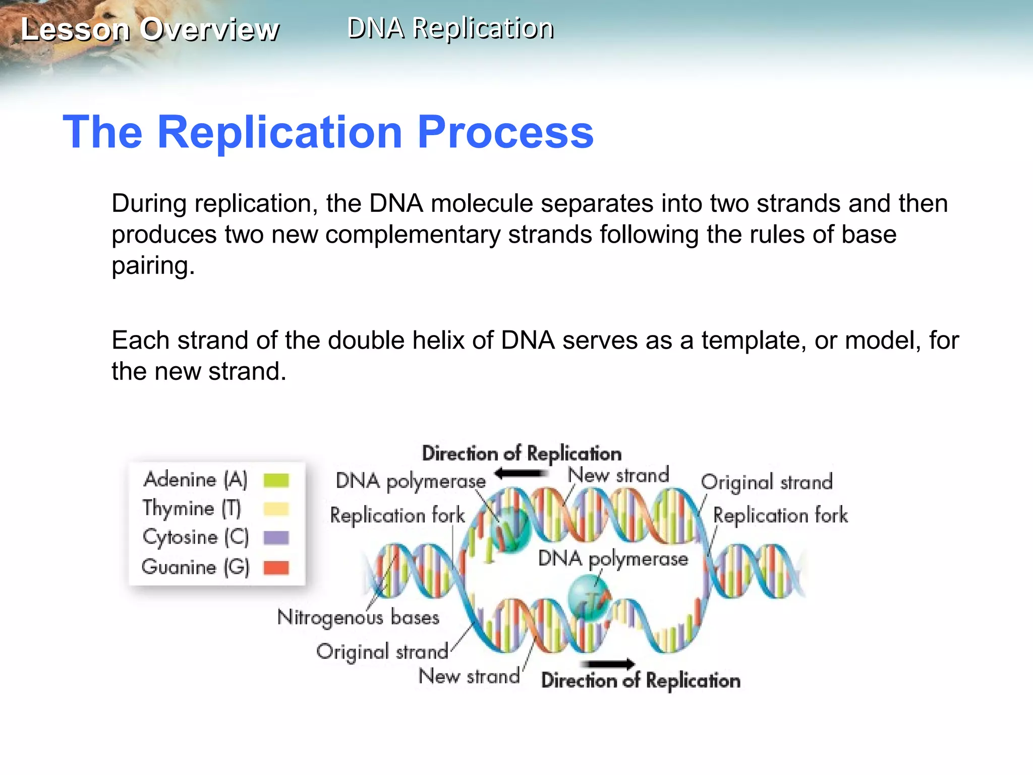 Lesson OverviewLesson Overview DNA ReplicationDNA Replication
The Replication Process
During replication, the DNA molecule separates into two strands and then
produces two new complementary strands following the rules of base
pairing.
Each strand of the double helix of DNA serves as a template, or model, for
the new strand.
 
