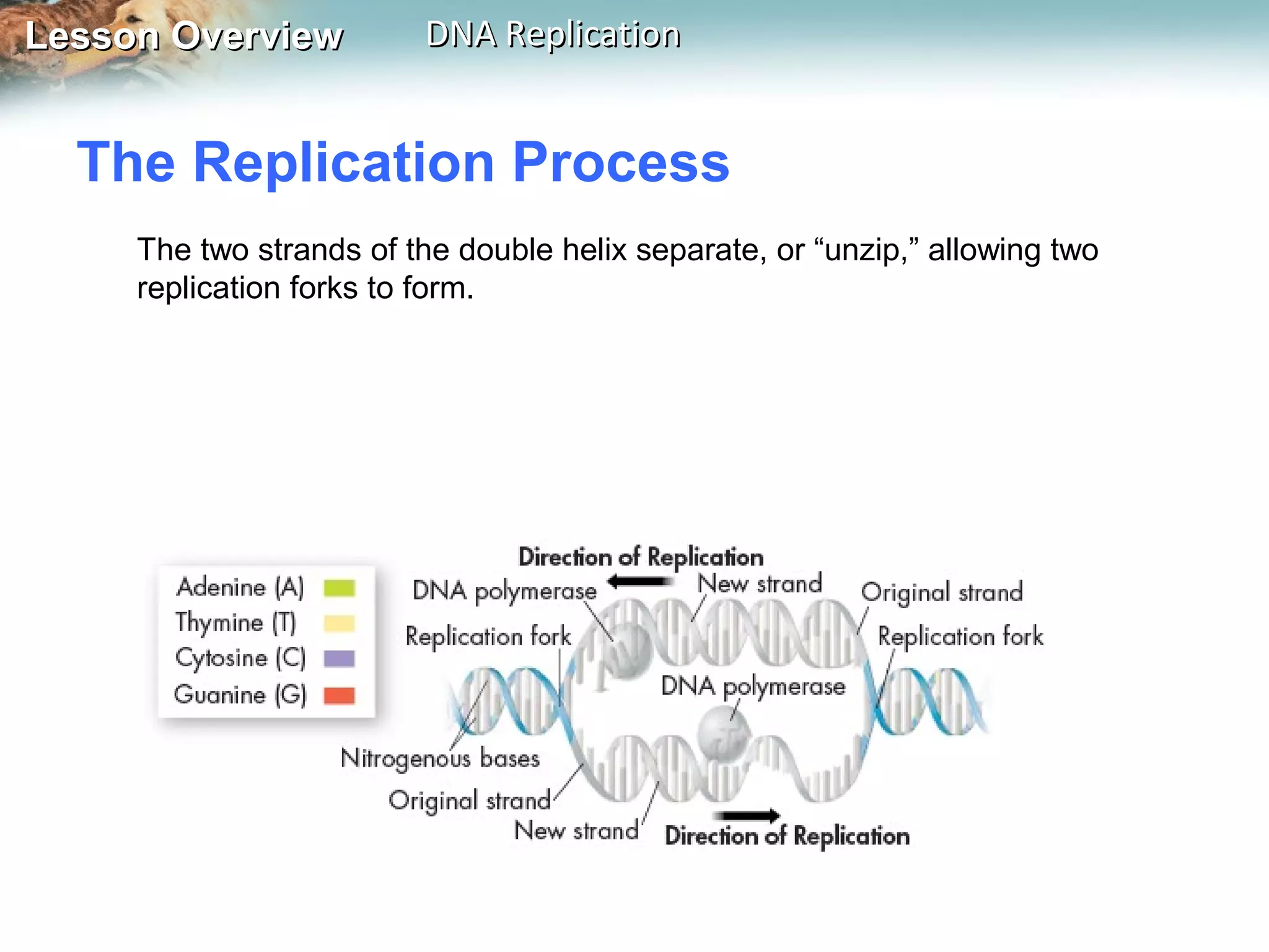 Lesson OverviewLesson Overview DNA ReplicationDNA Replication
The two strands of the double helix separate, or “unzip,” allowing two
replication forks to form.
The Replication Process
 