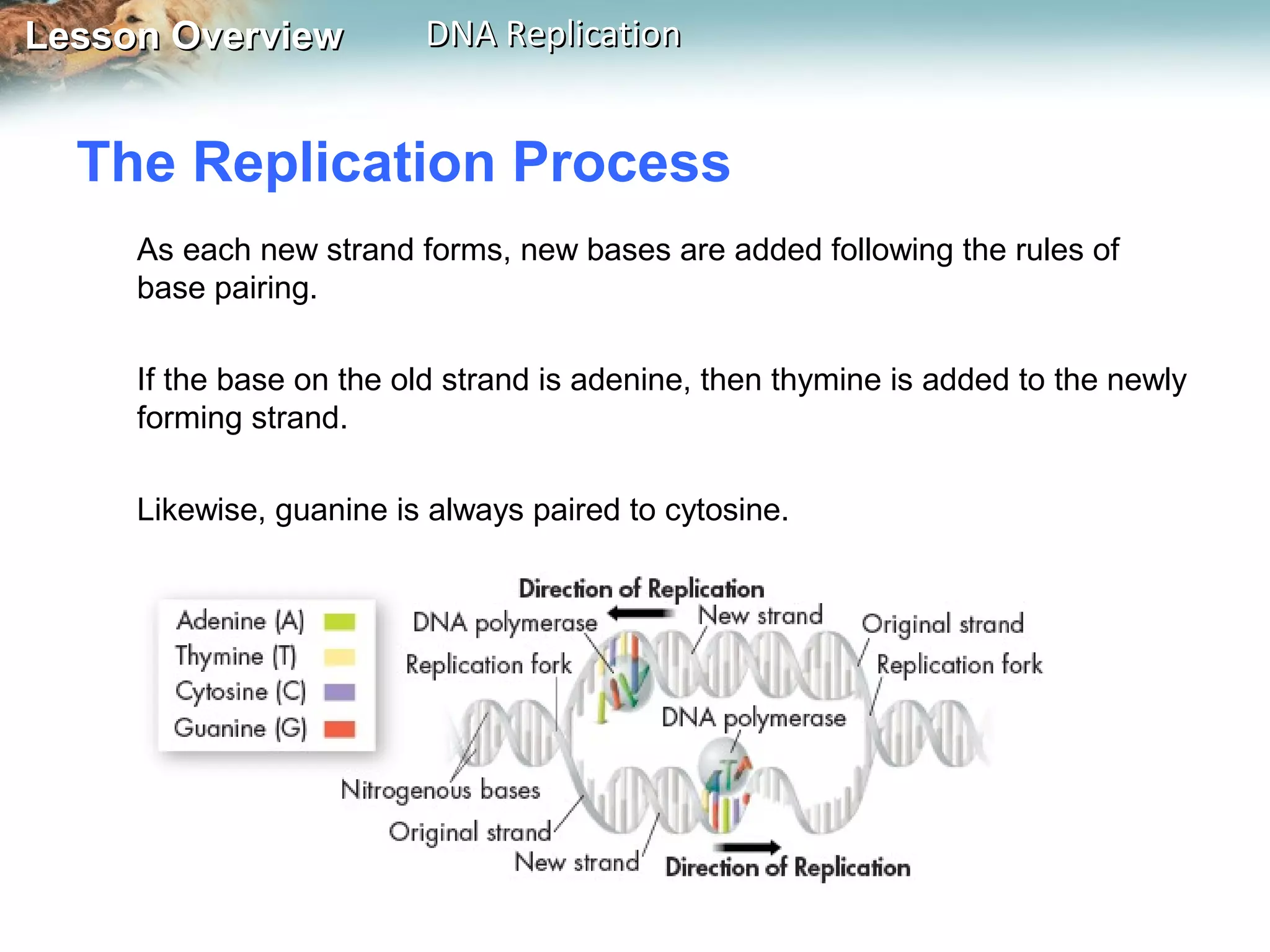 Lesson OverviewLesson Overview DNA ReplicationDNA Replication
The Replication Process
As each new strand forms, new bases are added following the rules of
base pairing.
If the base on the old strand is adenine, then thymine is added to the newly
forming strand.
Likewise, guanine is always paired to cytosine.
 