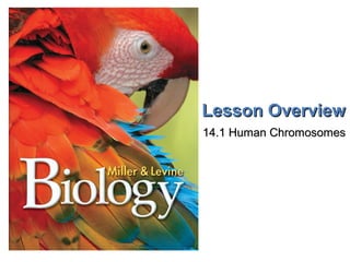 Lesson OverviewLesson Overview Human ChromosomesHuman Chromosomes
Lesson OverviewLesson Overview
14.1 Human Chromosomes14.1 Human Chromosomes
 