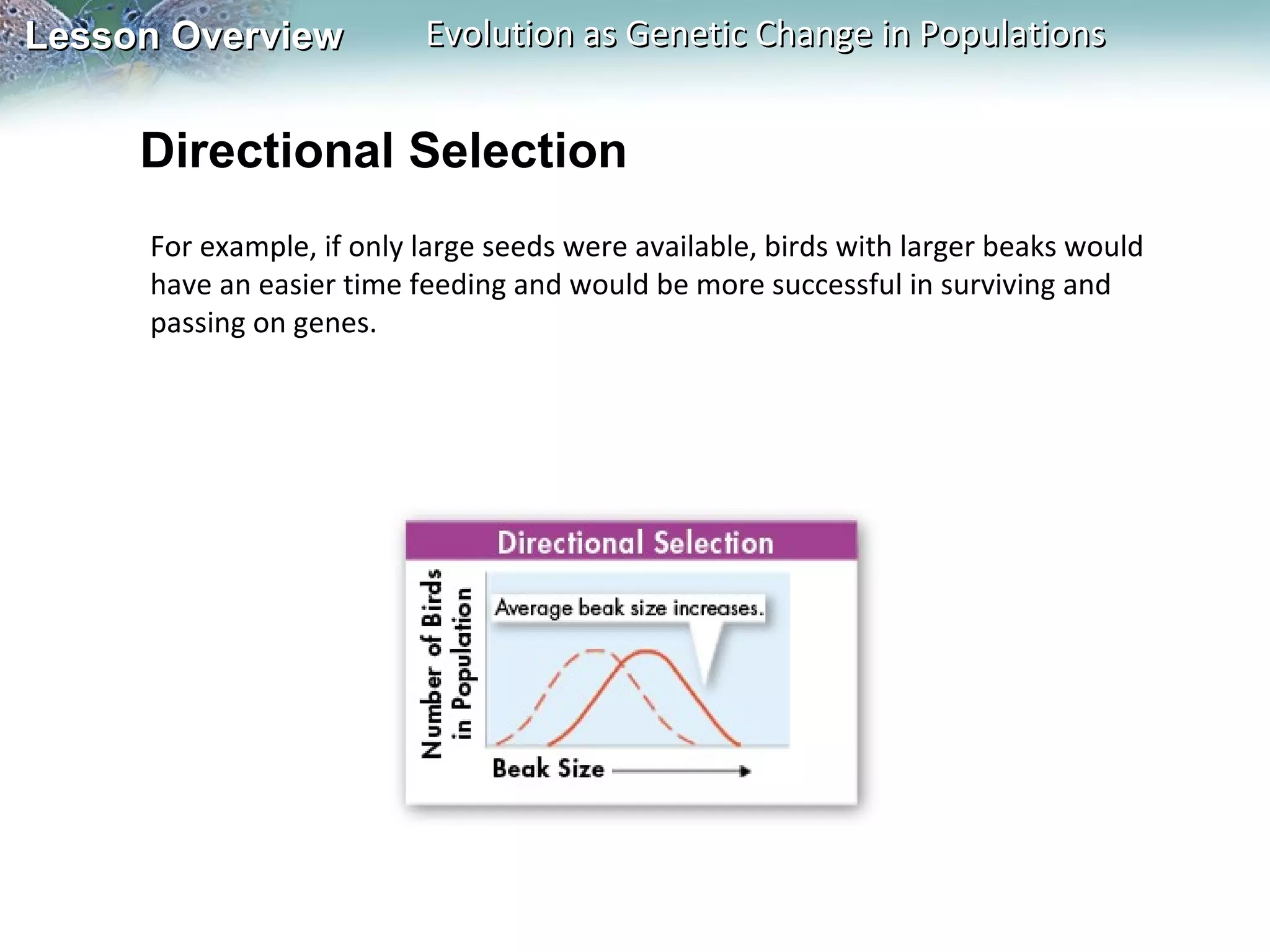 Lesson Overview

Evolution as Genetic Change in Populations

Directional Selection
For example, if only large seeds were available, birds with larger beaks would
have an easier time feeding and would be more successful in surviving and
passing on genes.

 