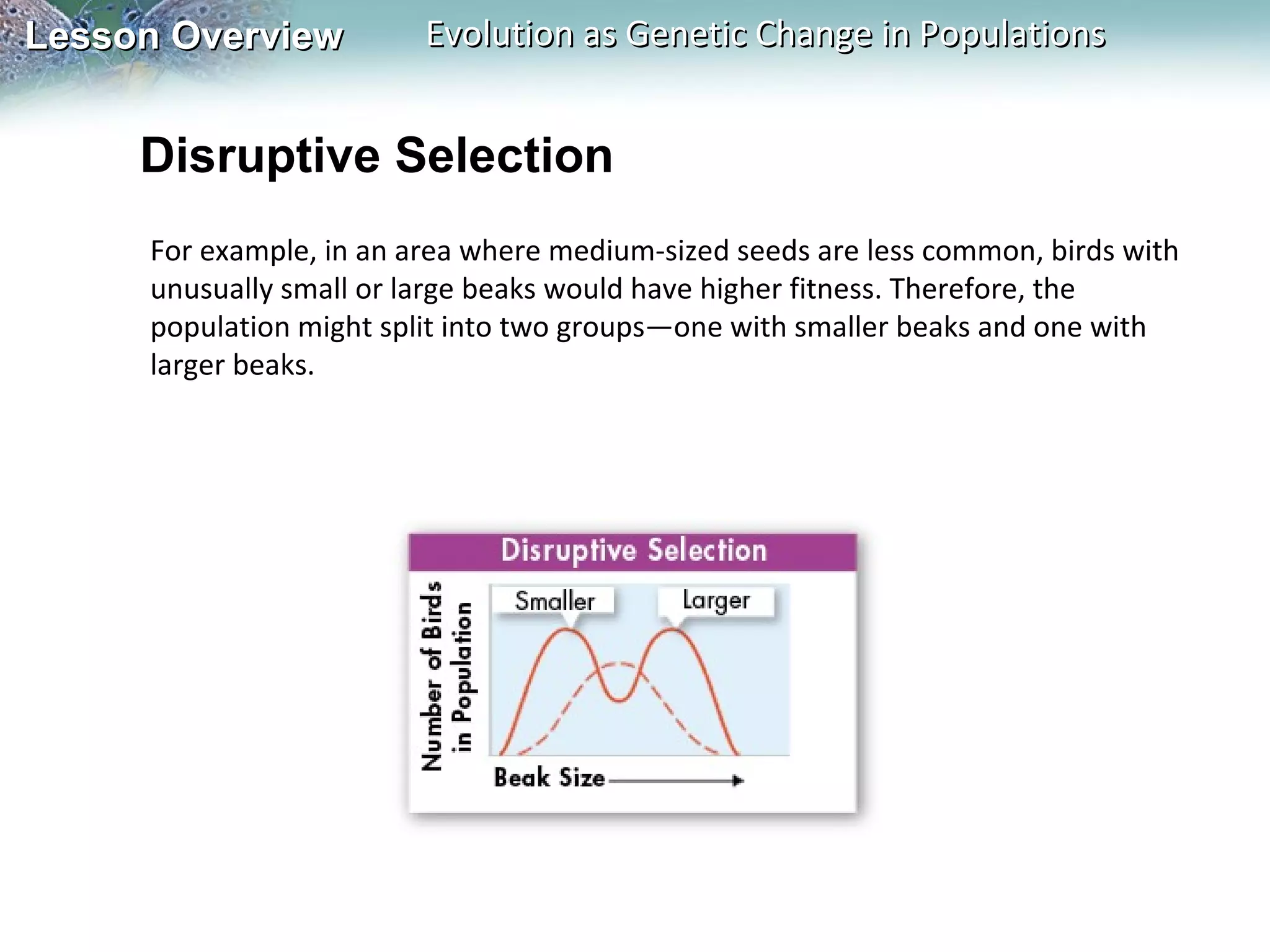 Lesson Overview

Evolution as Genetic Change in Populations

Disruptive Selection
For example, in an area where medium-sized seeds are less common, birds with
unusually small or large beaks would have higher fitness. Therefore, the
population might split into two groups—one with smaller beaks and one with
larger beaks.

 