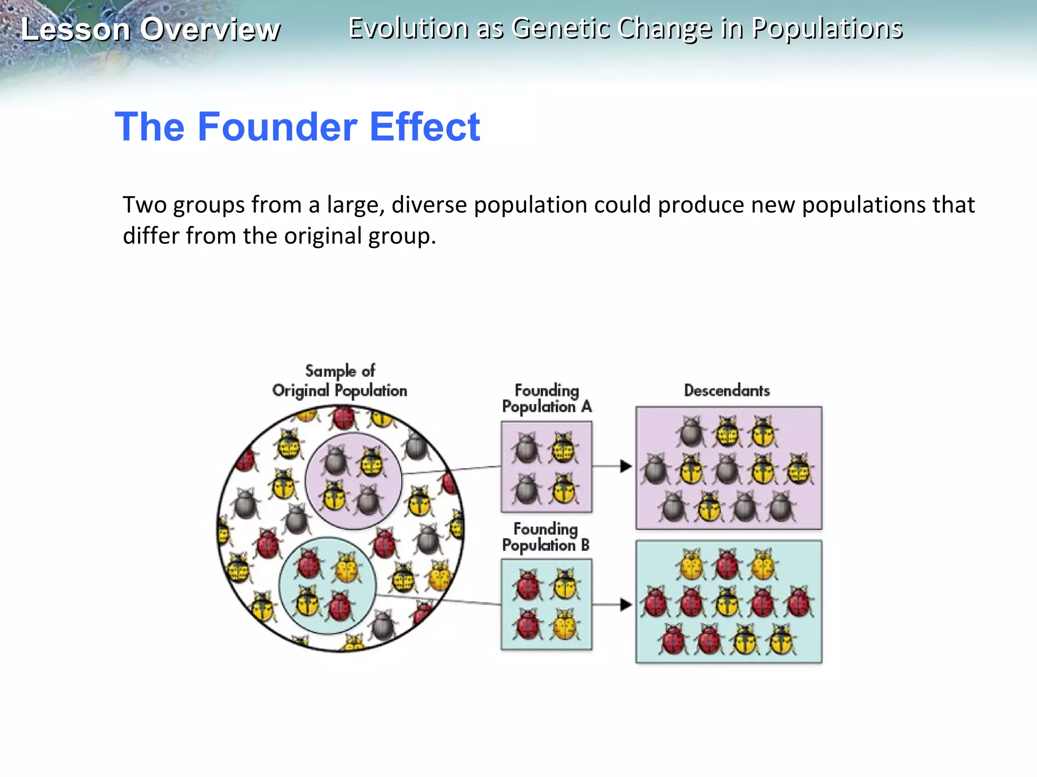 Lesson Overview

Evolution as Genetic Change in Populations

The Founder Effect
Two groups from a large, diverse population could produce new populations that
differ from the original group.

 