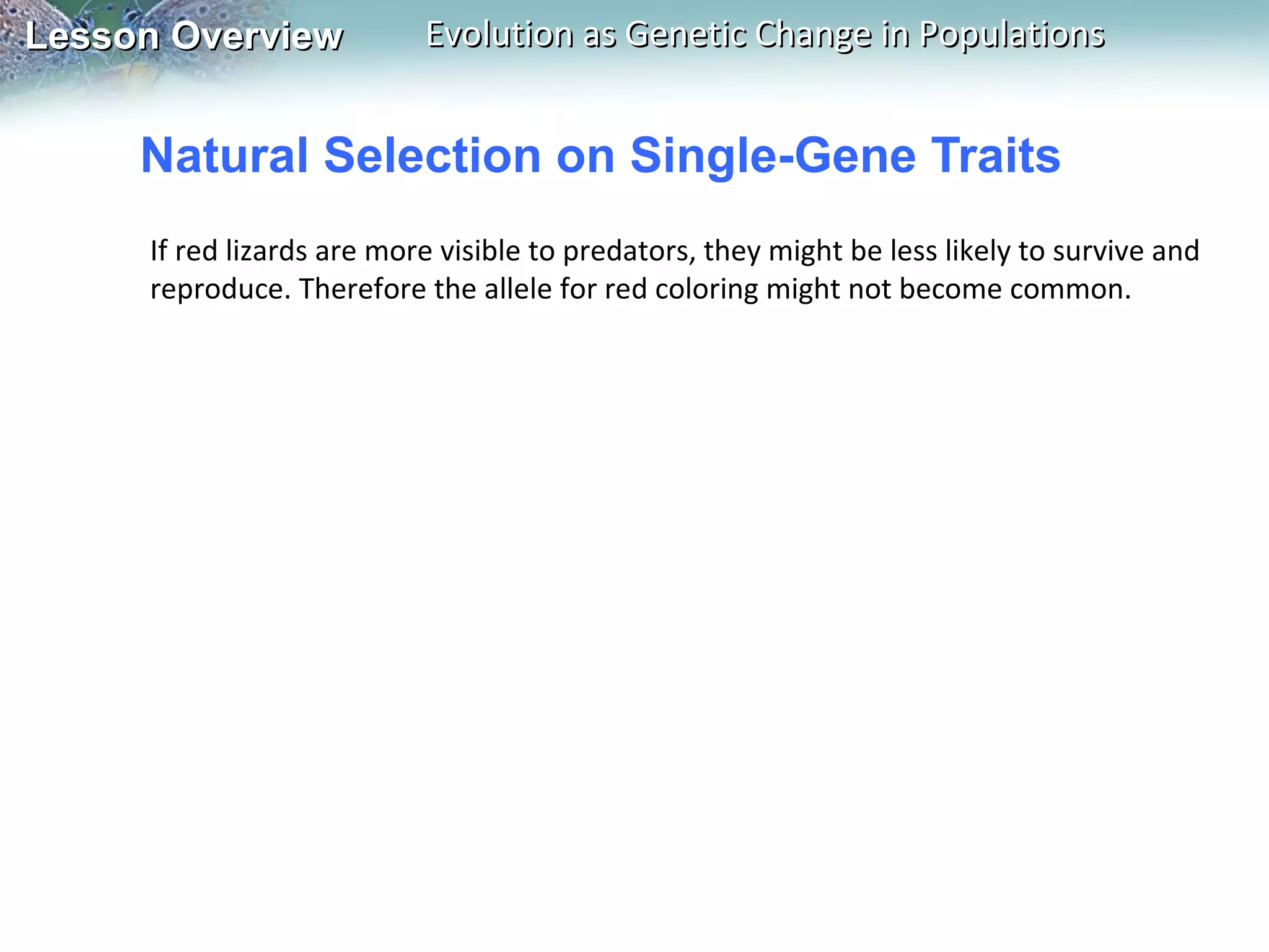 Lesson Overview

Evolution as Genetic Change in Populations

Natural Selection on Single-Gene Traits
If red lizards are more visible to predators, they might be less likely to survive and
reproduce. Therefore the allele for red coloring might not become common.

 