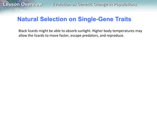 Lesson Overview

Evolution as Genetic Change in Populations

Natural Selection on Single-Gene Traits
Black lizards might be able to absorb sunlight. Higher body temperatures may
allow the lizards to move faster, escape predators, and reproduce.

 