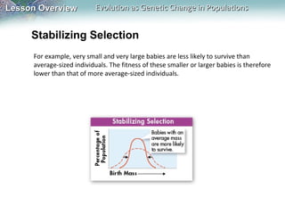 Lesson Overview

Evolution as Genetic Change in Populations

Stabilizing Selection
For example, very small and very large babies are less likely to survive than
average-sized individuals. The fitness of these smaller or larger babies is therefore
lower than that of more average-sized individuals.

 