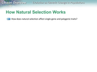 Lesson Overview

Evolution as Genetic Change in Populations

How Natural Selection Works
How does natural selection affect single-gene and polygenic traits?

 
